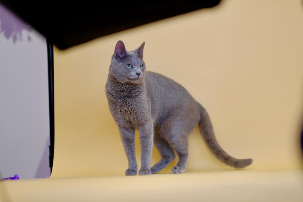 Dekkater blauwe rus
