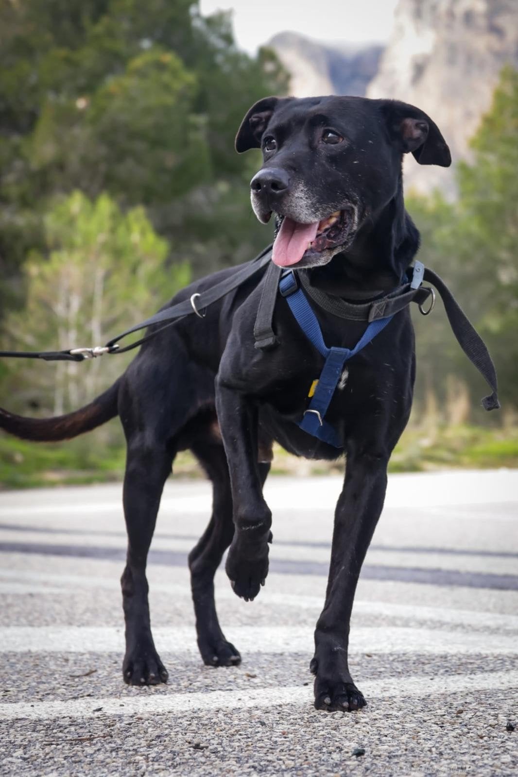 Tysson - Stichting SPHOEK, Dieren en Toebehoren, Honden | Niet-rashonden, 6 jaar of ouder, Particulier, Reu, Groot
