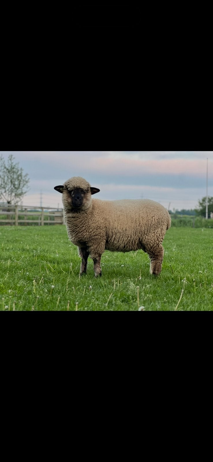 Hampshire down schapen, ooien, rammen en lammen te koop, Dieren en Toebehoren, Meerdere dieren, Schaap