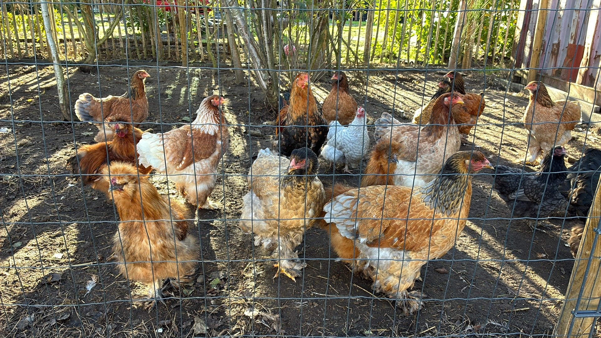 Kippen brahma hennen, Dieren en Toebehoren, Vrouwelijk, Kip