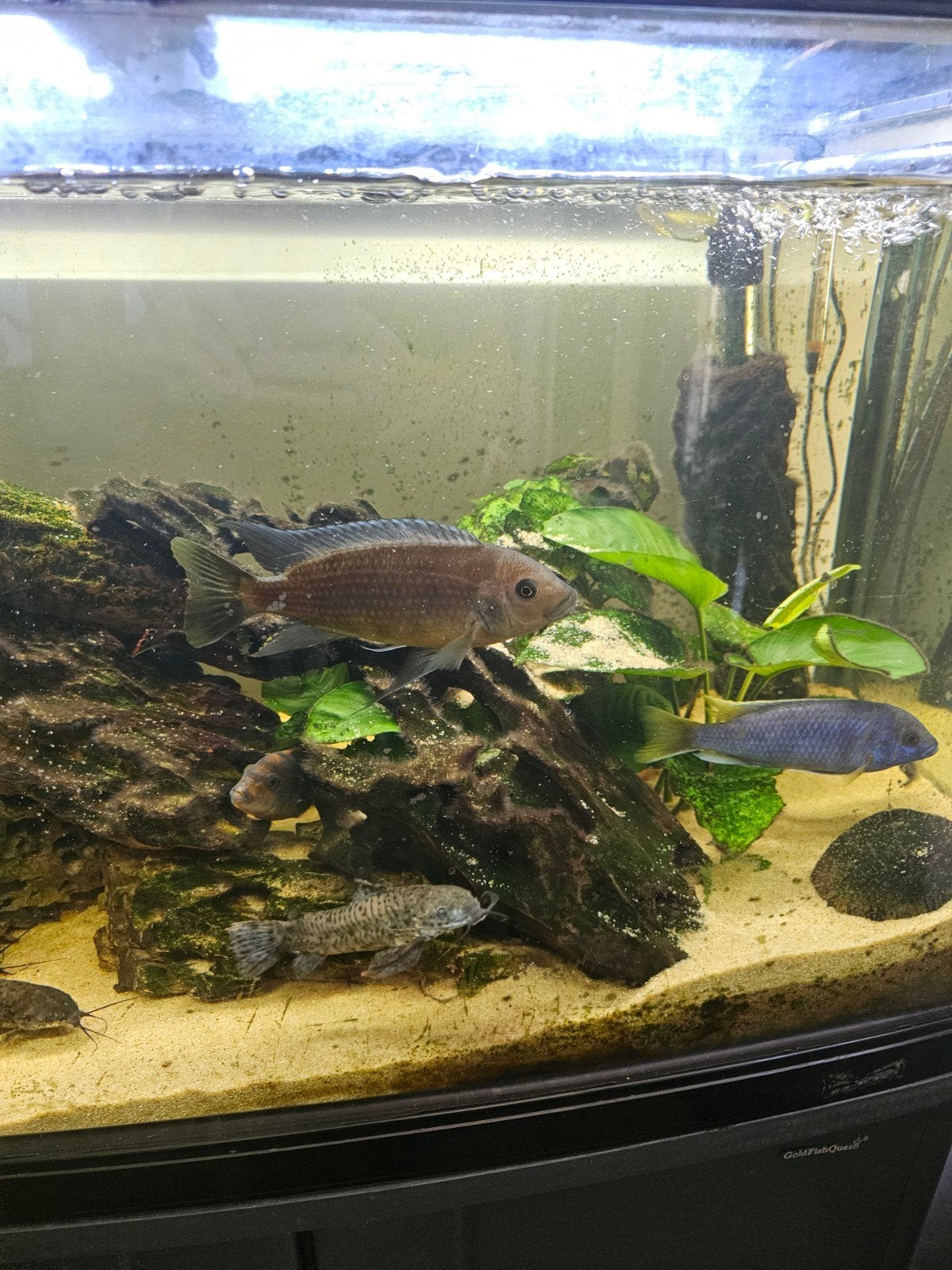 Malawi chicliden, Dieren en Toebehoren, Vissen | Aquariumvissen