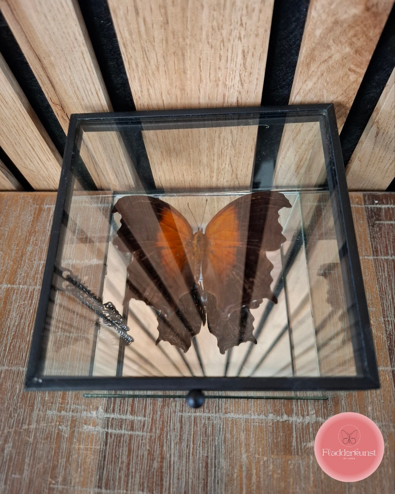 Rhinopalpa polynive - vlinder in glazen box met spiegel, Verzamelen, Dierenverzamelingen, Opgezet dier, Insect, Ophalen
