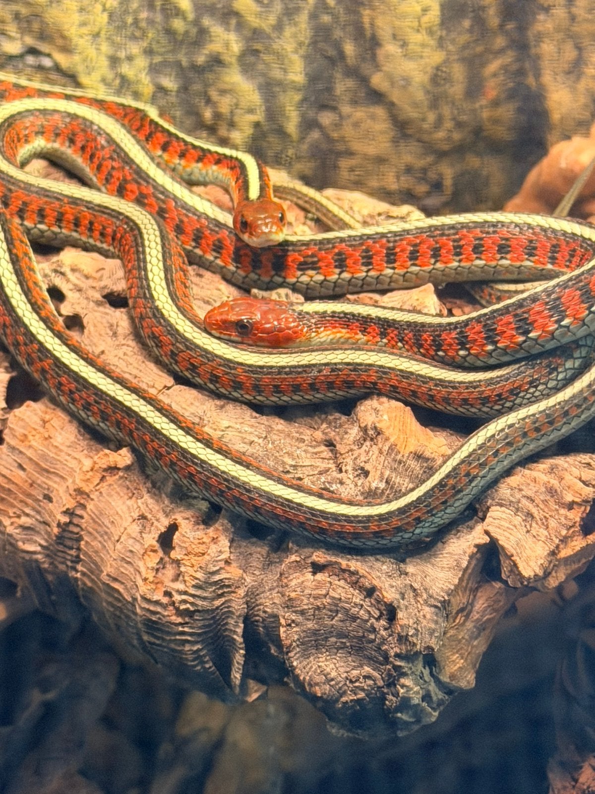 Thamnophis Sirtalis Infernalis 🩷🩵 4 okt Snakeday, Slang, Tam, 0 tot 2 jaar