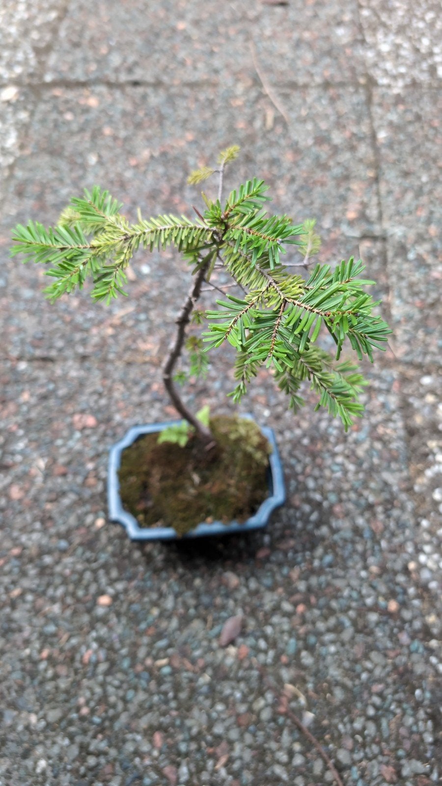 Taxus bonsai, Tuin en Terras, Volle zon, Vaste plant, Bloeit niet, Ophalen