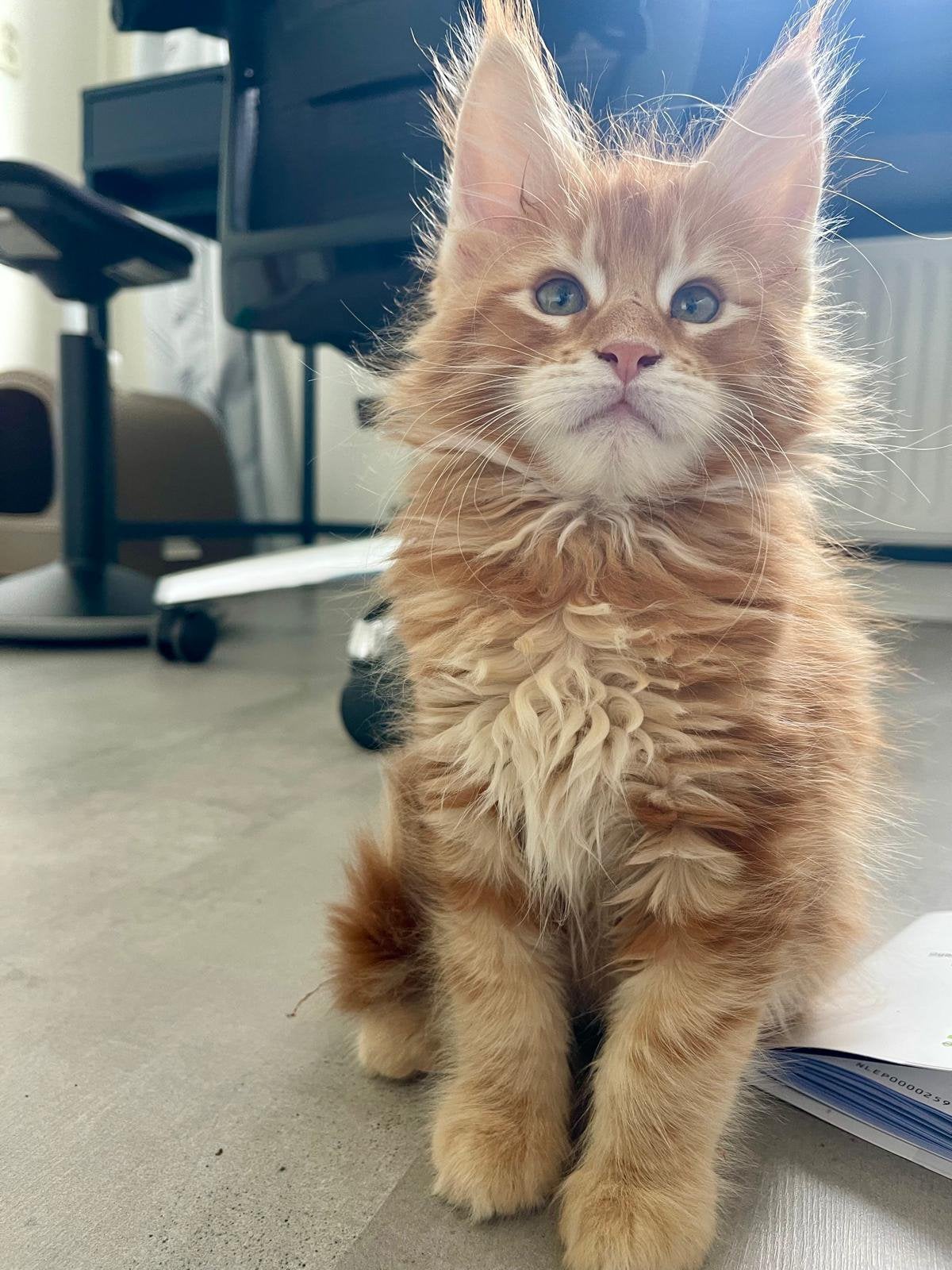 ❤️ Prachtige rode Maine Coon kittens te reserveren 🐾, Dieren en Toebehoren, Katten en Kittens | Raskatten | Langhaar, Meerdere dieren