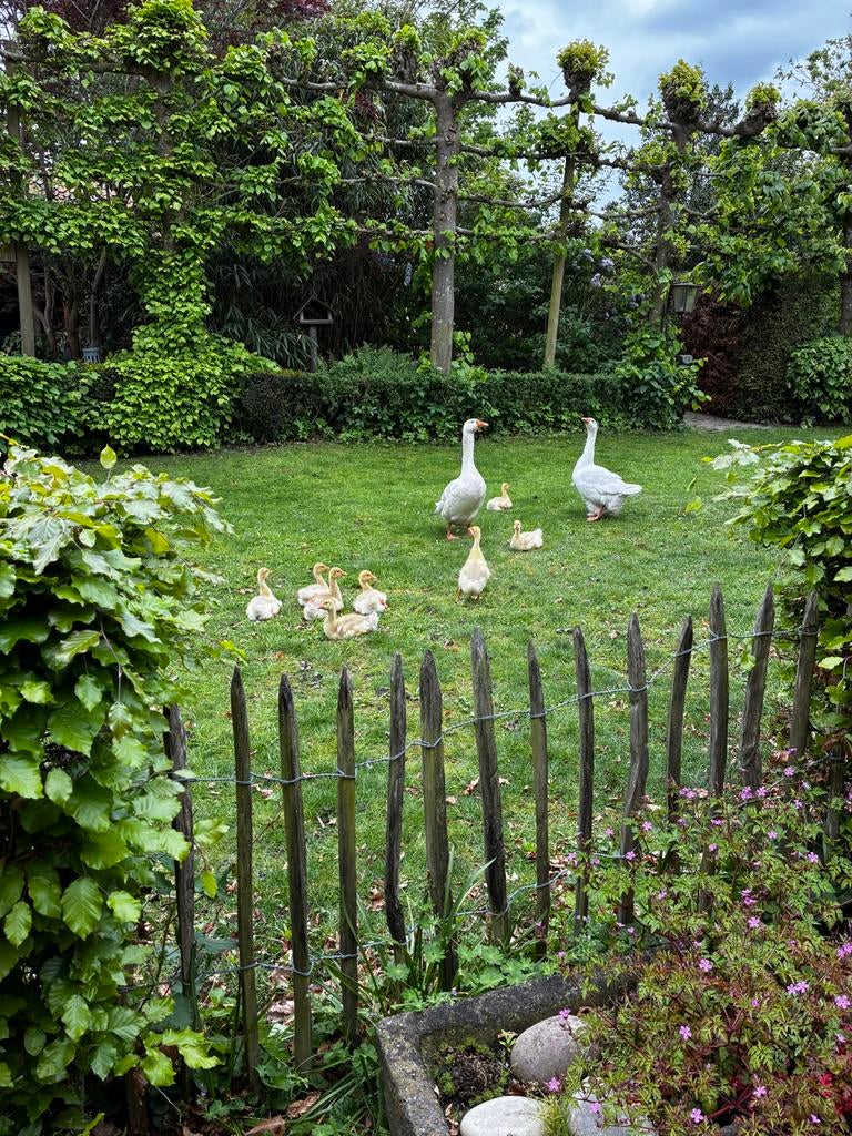 Jonge ganzen te koop., Dieren en Toebehoren, Meerdere dieren, Gans of Zwaan