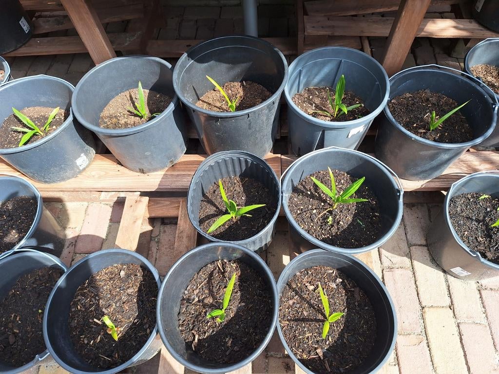 Palmen uit eigen kweek, Ophalen of Verzenden, Overige soorten, Volle zon