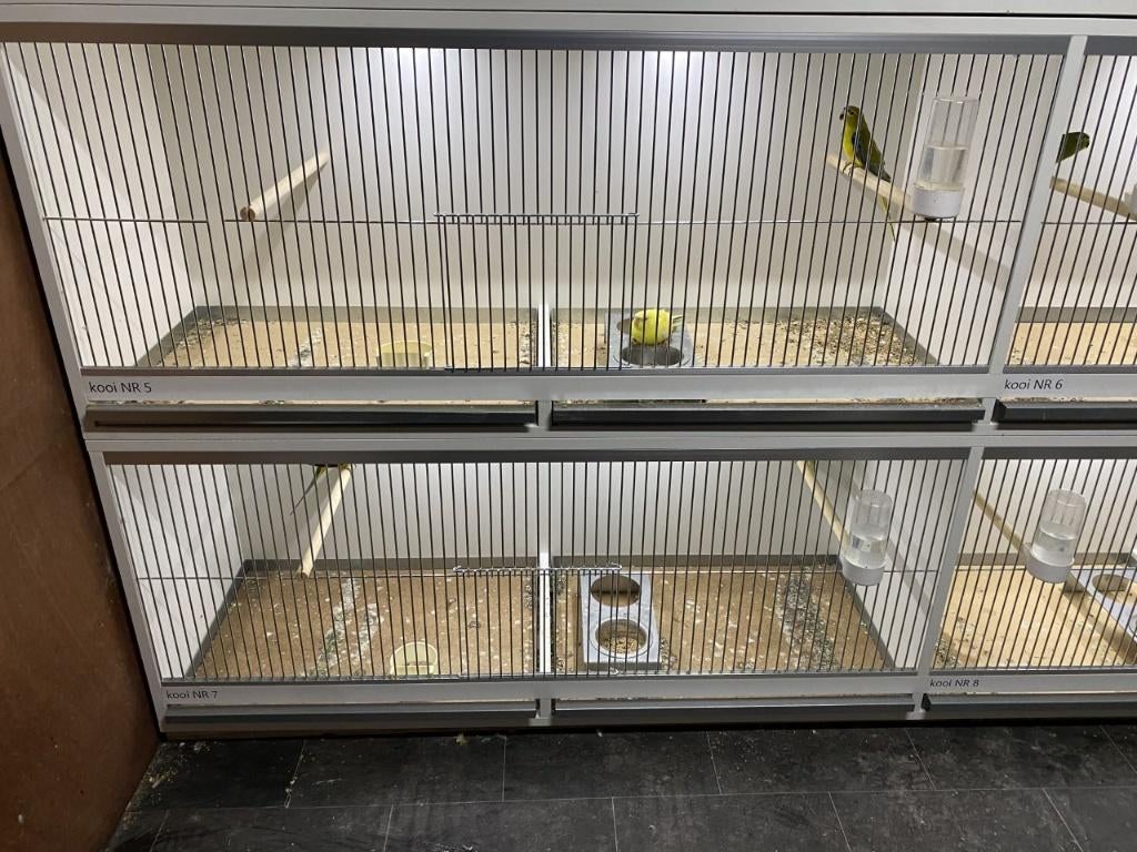 Broedkooien | kweekkooien | nieuwe lijn kweekkooien nieuw!, Dieren en Toebehoren, Verzenden, Nieuw, Hout, Broedkooi of Kweekkooi