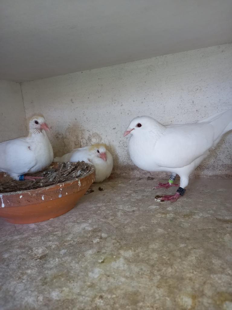 Koppel jonge witte postduiven., Dieren en Toebehoren, Vogels | Duiven, Meerdere dieren, Postduif