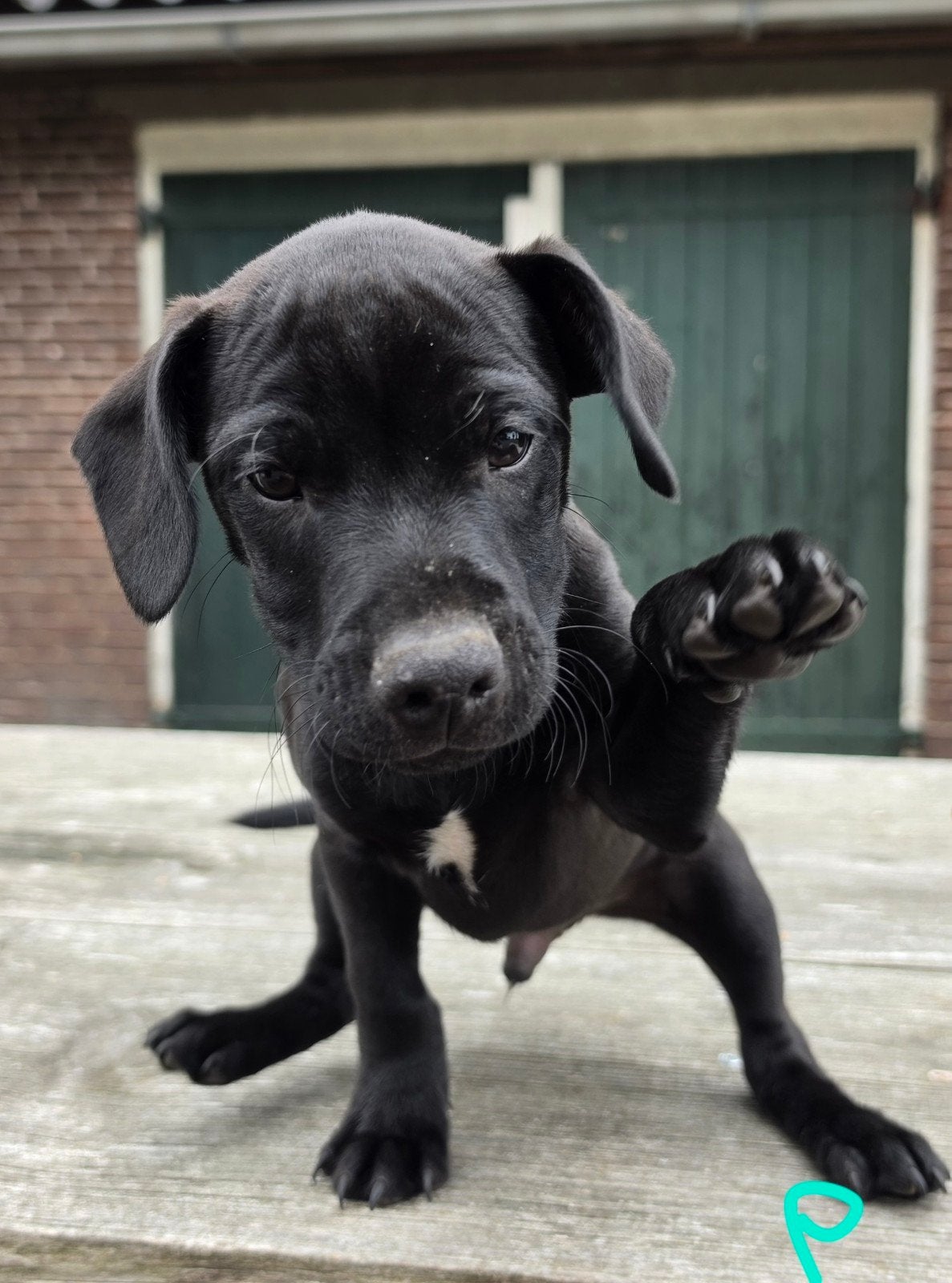 Patterdale terrier pups te koop, Dieren en Toebehoren, Honden | Jack Russells en Terriërs, Rabiës (hondsdolheid), 8 tot 15 weken