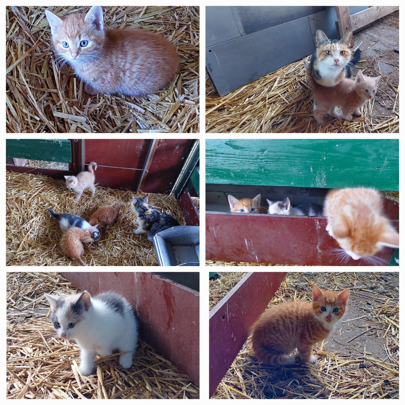 Kittens, Dieren en Toebehoren, Meerdere dieren