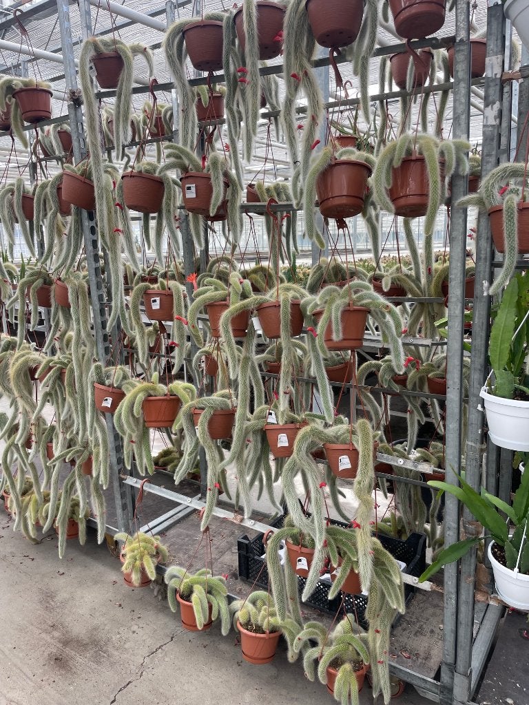 Cactus/suculent Monkey’s Tail Hildewintera Colademononis, Ophalen of Verzenden, Minder dan 100 cm, Bloeiende kamerplant, Volle zon