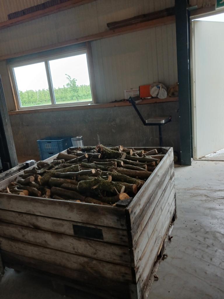 1/2 jaar gedroogt hout, Tuin en Terras, Haardhout, Minder dan 3 m³, Ophalen of Verzenden