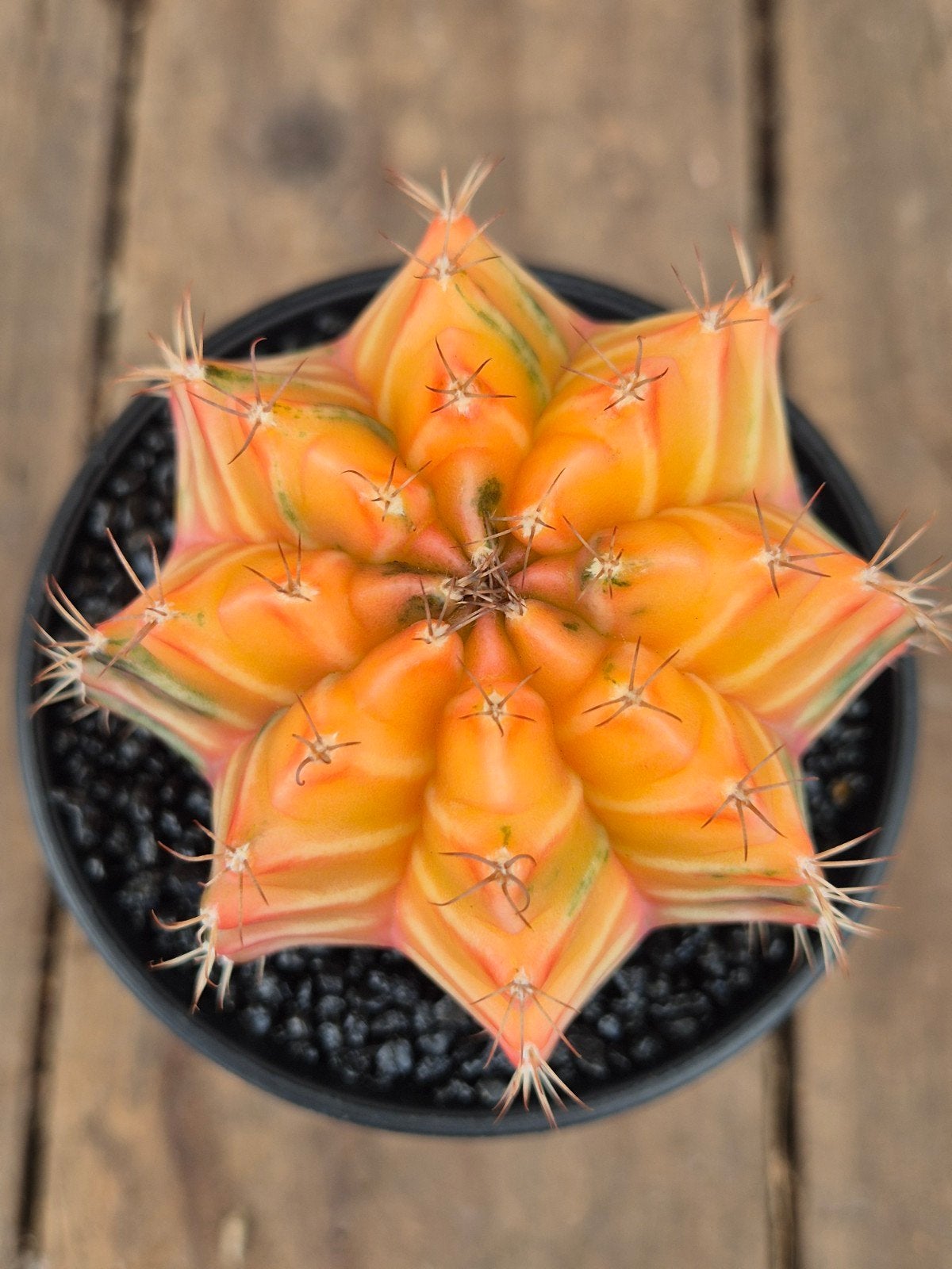 Cactus Gymnocalycium High Color p8 (5), Huis en Inrichting, Ophalen of Verzenden, Cactus, Volle zon, Minder dan 100 cm