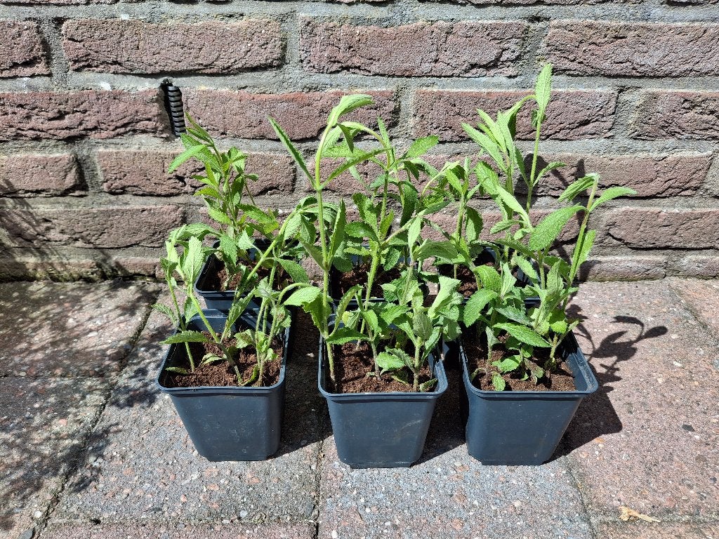 Verbena plant / ijzerhard, Volle zon, Tweejarig, Zomer, Ophalen