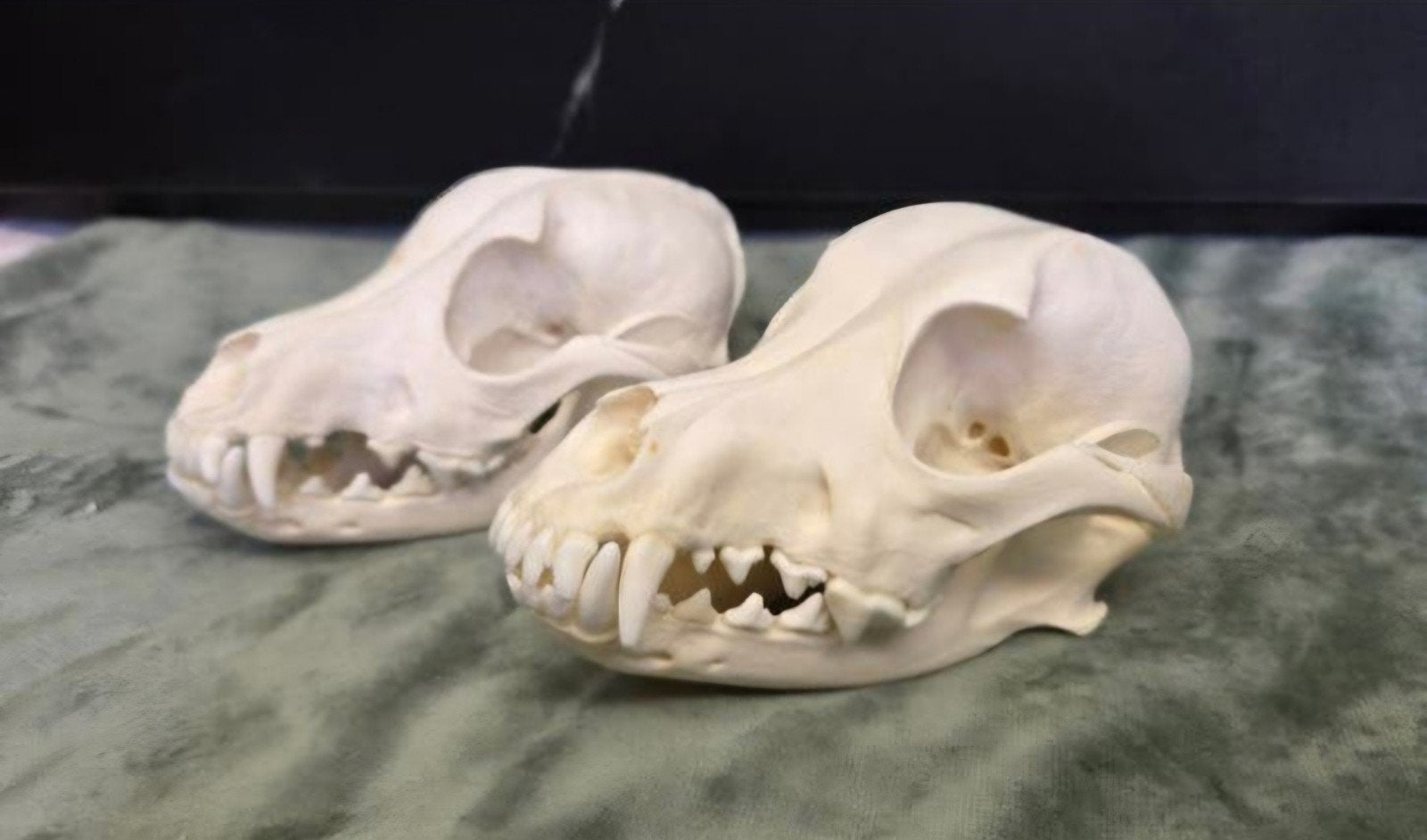 2 X schedel van een hond / Dog Skull/ Skelet Taxidermie, Ophalen of Verzenden, Hond of Kat, Schedel