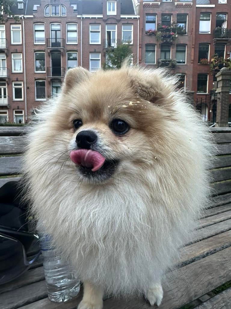 Honden oppas gezocht, Dieren en Toebehoren, Keeshond, Reu, Parvo, Eén hond