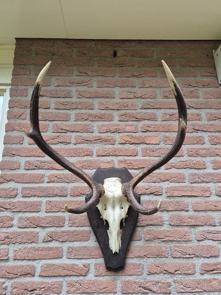 Prachtig Zwaar Edelhert Gewei Veluwe jacht mancave g7, Ophalen, Gebruikt, Hert, Gewei of Kop