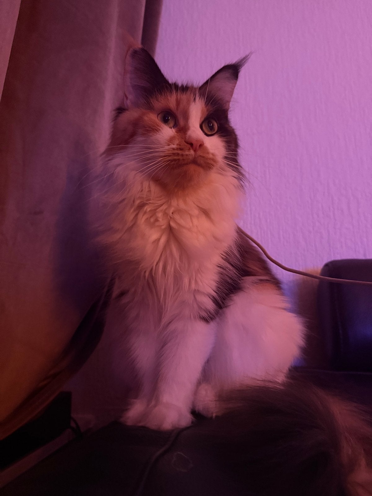 Maine coon poes Kiara, Poes, 3 tot 5 jaar