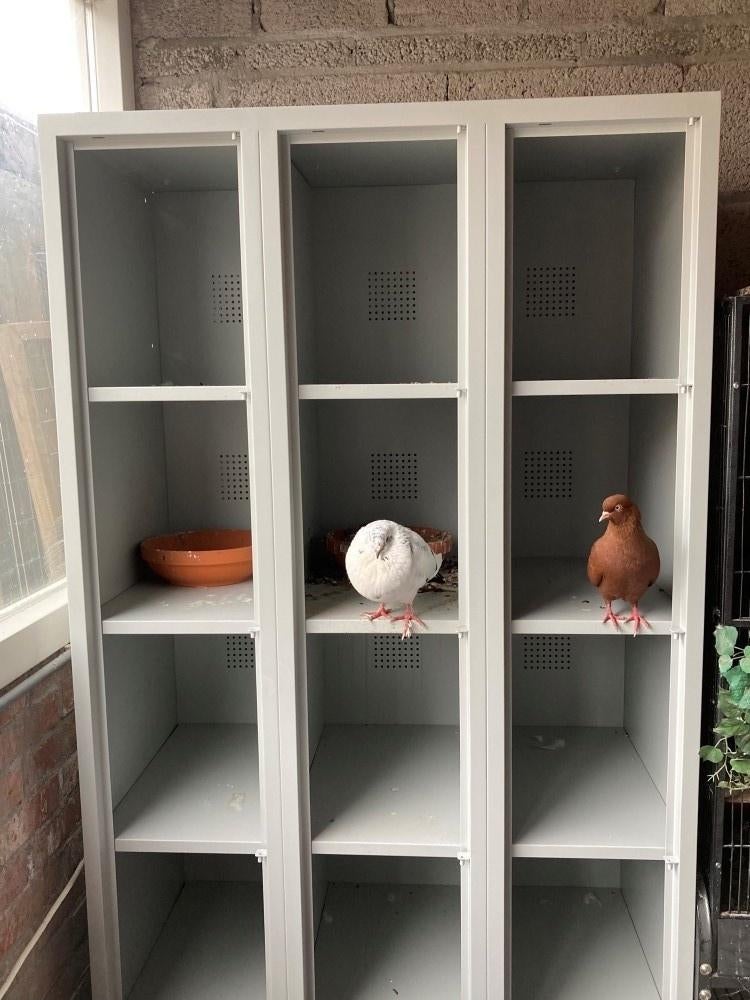Duivinnenkast loketkast 15 hokken (nieuw), Meerdere dieren, Postduif