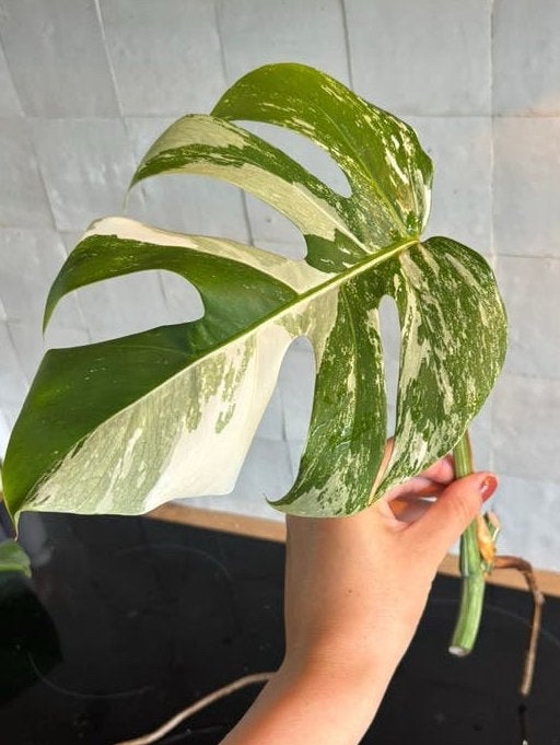 Monstera Albo stek, Ophalen, Overige soorten, Volle zon