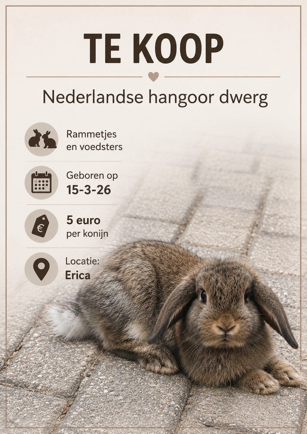 Nederlandse hangoor konijn, Meerdere dieren, Dwerg, Hangoor
