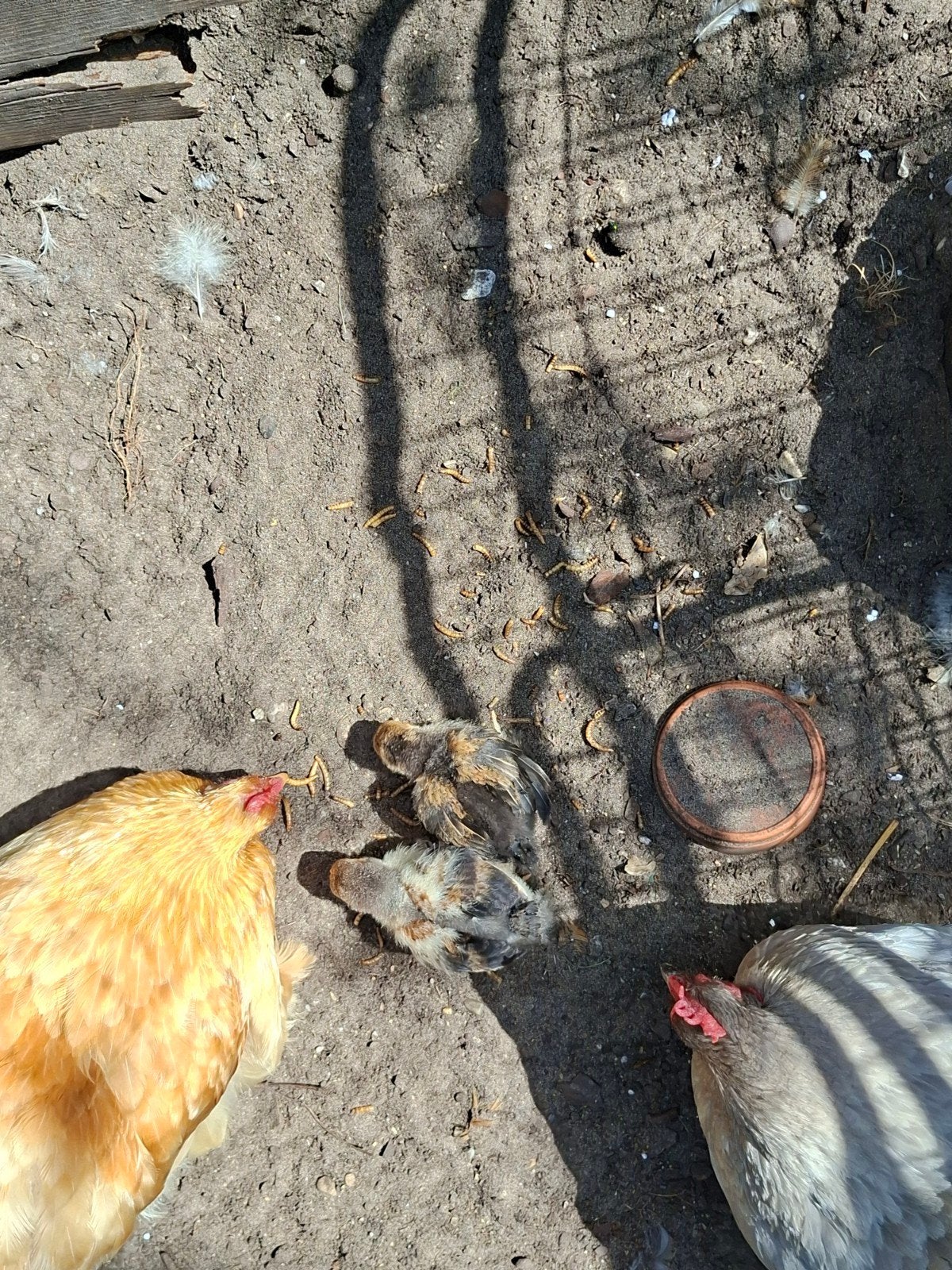 2 Cochin kuikens, Dieren en Toebehoren, Pluimvee, Geslacht onbekend, Kip