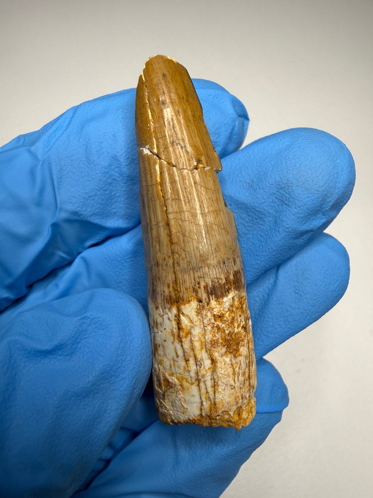Spinosaurus tand, Ophalen of Verzenden, Fossiel