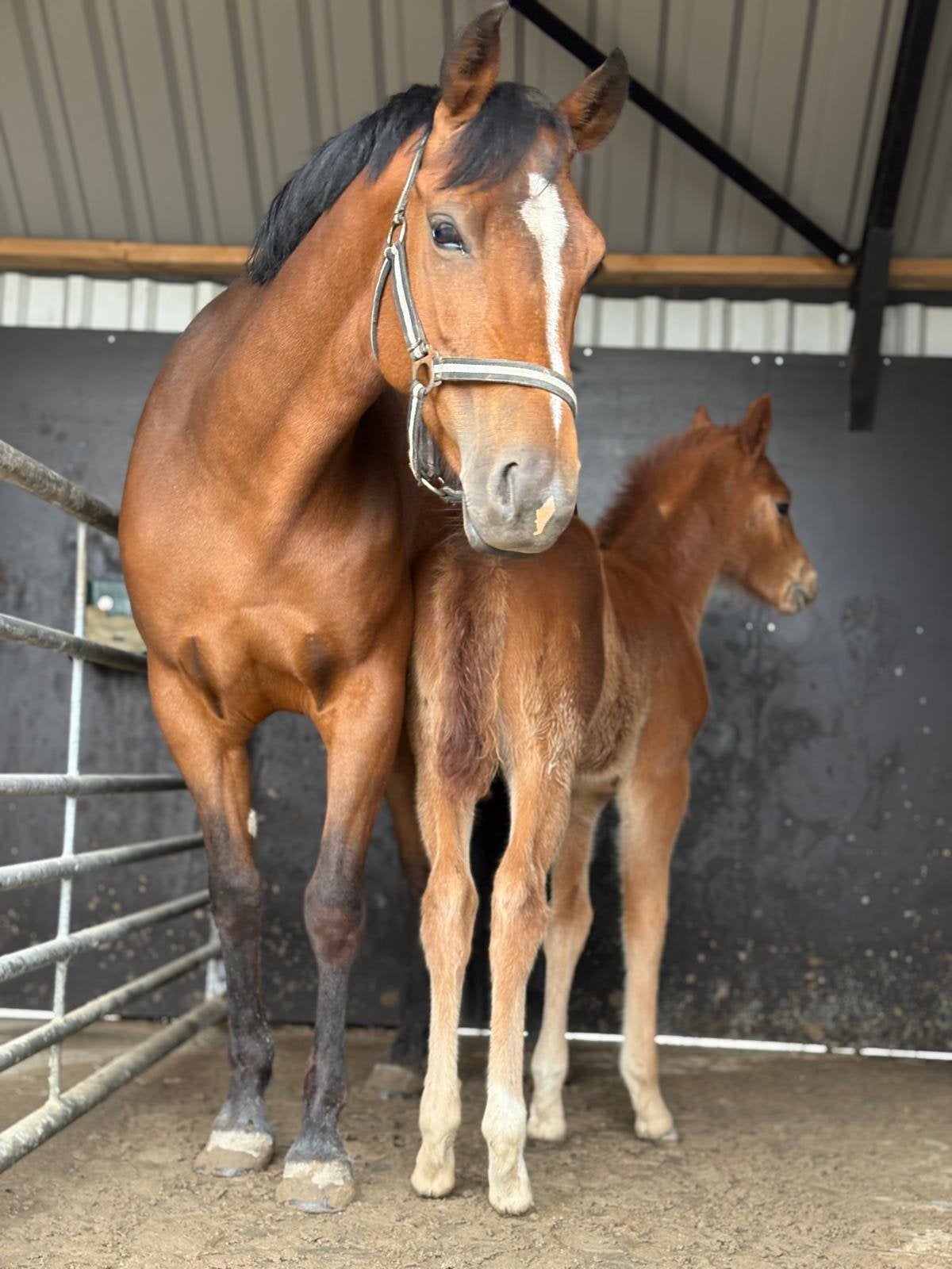 New forest ster merrie 8 jaar, Dieren en Toebehoren, Pony's, Merrie, Springpony, L, 7 tot 10 jaar