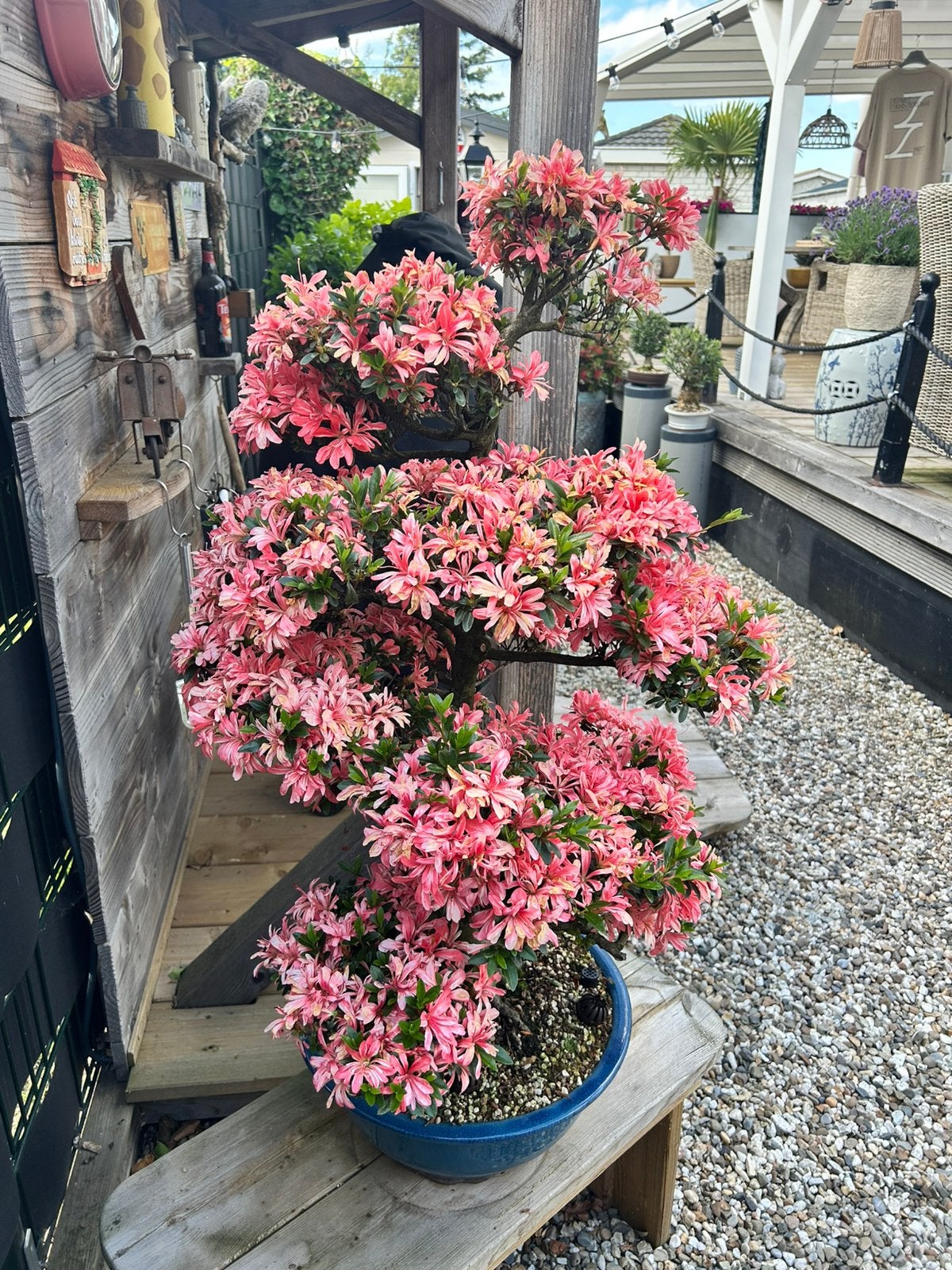 Prachtige Azalea Bonsai - Tateyama-no-Mai type Satsuki, Vaste plant, Halfschaduw, Lente, Ophalen