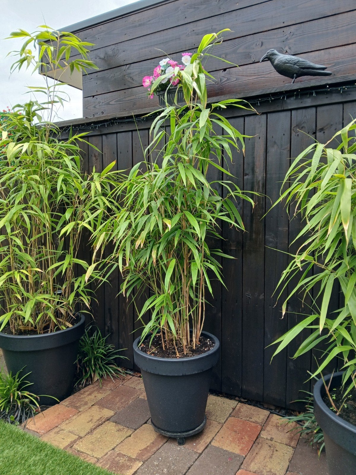 Mooie Bamboe plant  met sierpot., Bloeit niet, Halfschaduw, Overige soorten, 100 tot 250 cm