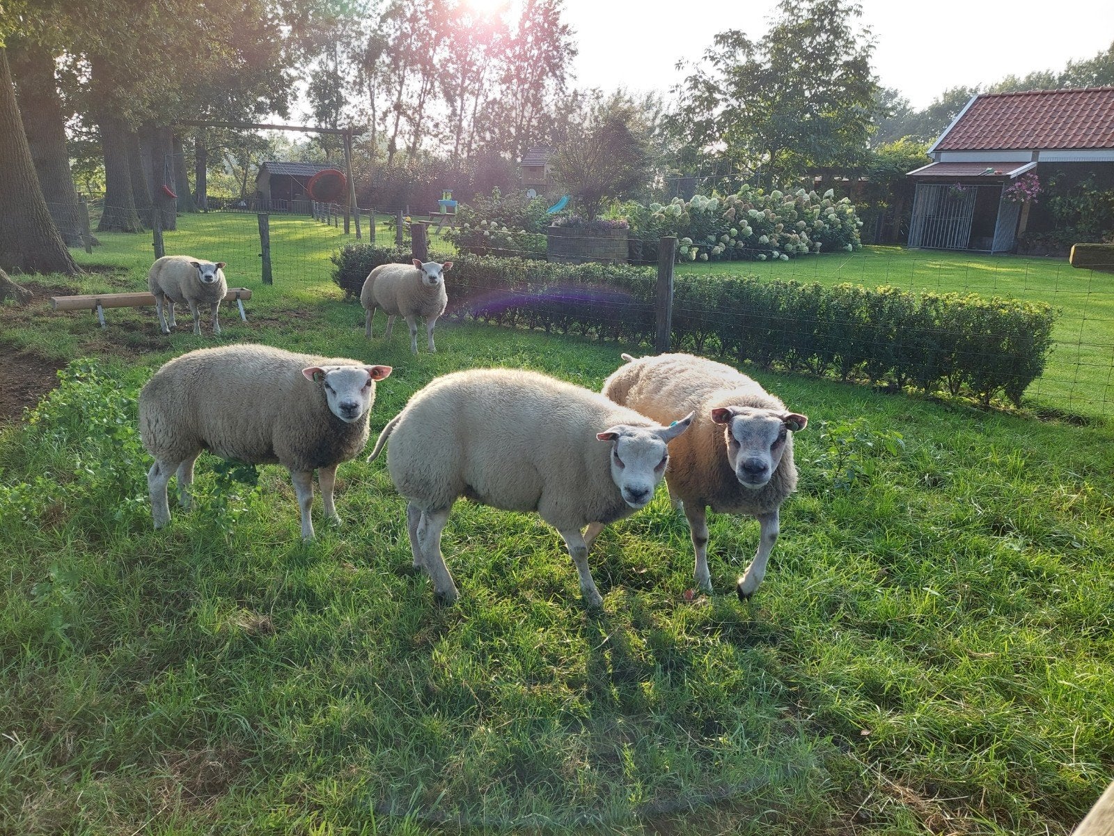 Beste texelaar ramlammeren te koop. tel. 06-20338589, Dieren en Toebehoren