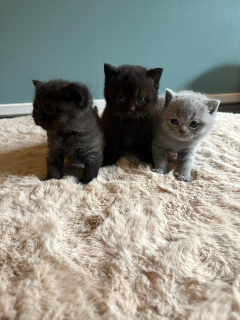 Prachtige Britse Korthaar kittens beschikbaar, Meerdere dieren, Ontwormd