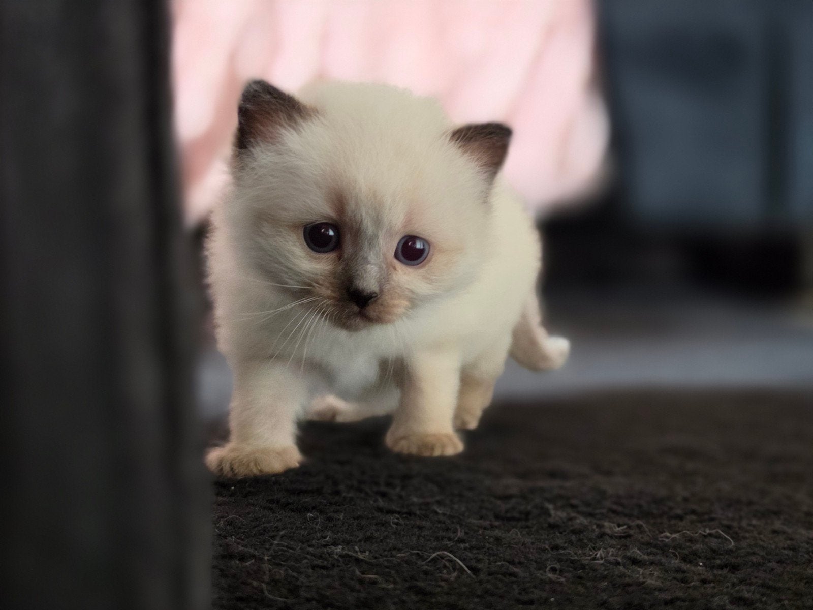 Ragdoll kittens (poesje en katertje), Meerdere dieren, Gechipt, 0 tot 2 jaar