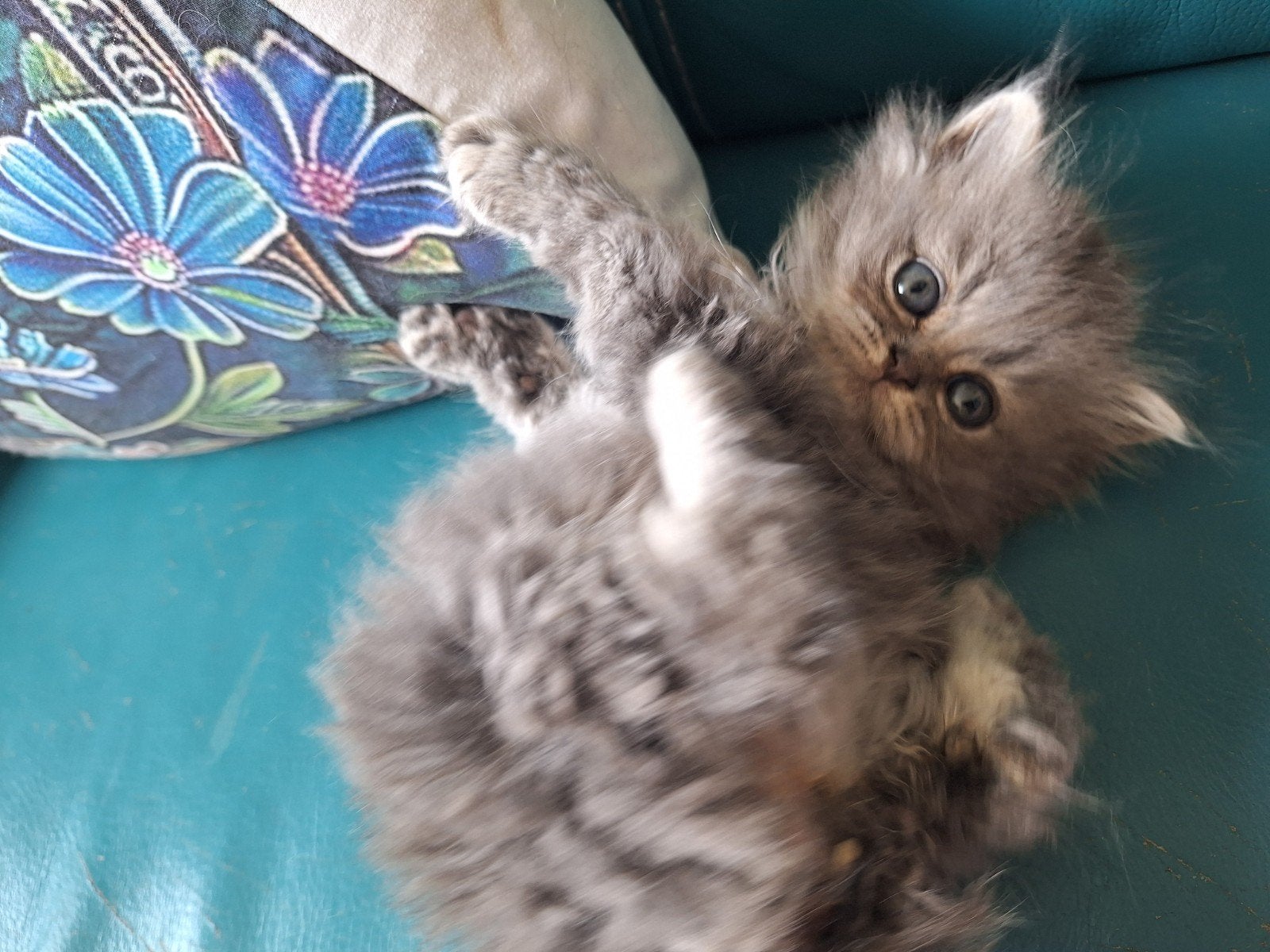 2 mooie lieve sociale kittens op zoek naar hun forever home, Meerdere dieren, Gechipt, 0 tot 2 jaar