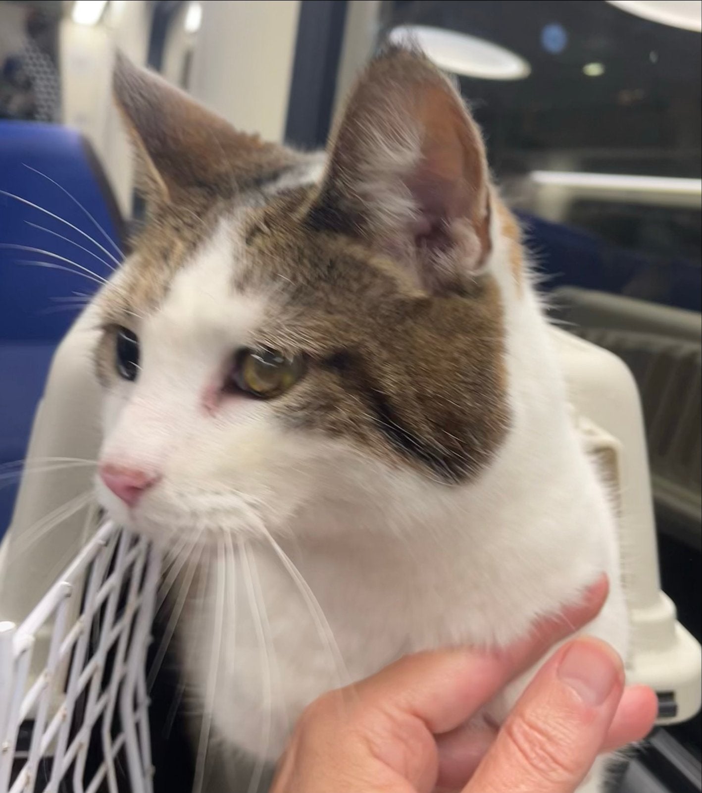 Lieve oudere buitenpoes, Dieren en Toebehoren, Poes