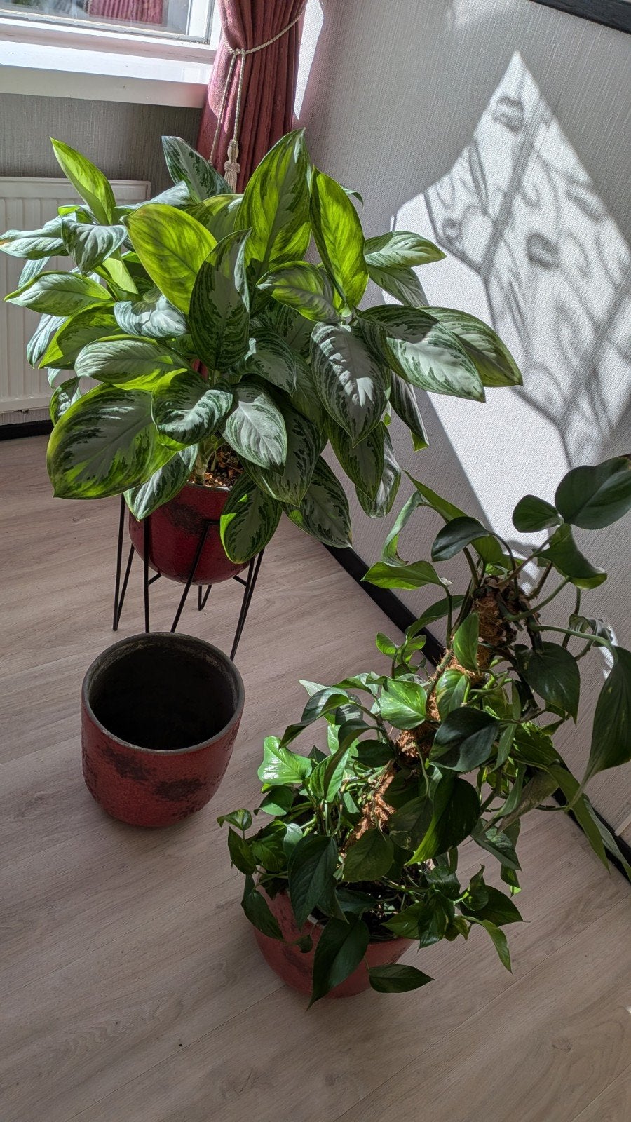 Grote Aglaonema kamerplant met 3 potten en standaard, Tuin en Terras, Vaste plant, Bloeit niet, Halfschaduw, Ophalen