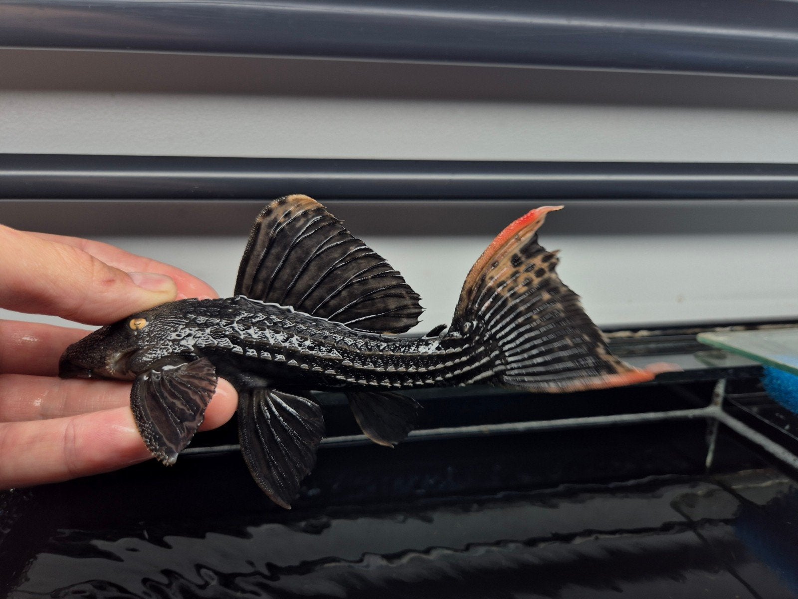 L025 Pseudacanthicus Pirarara, Vis, Zoetwatervis