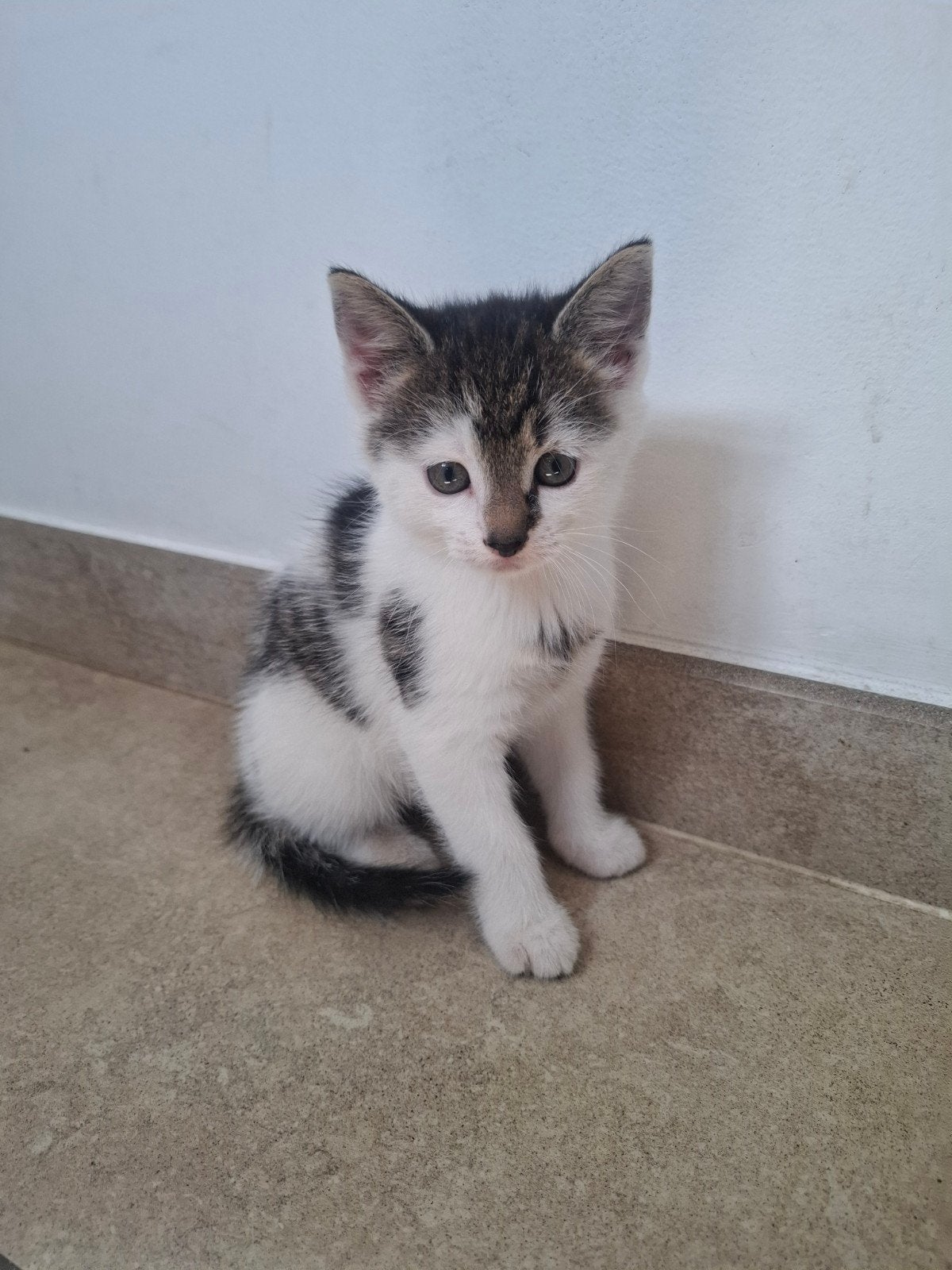 Kittens, Meerdere dieren