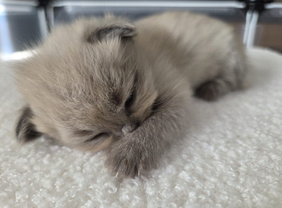 Pluizige lieve Ragdoll kittens., Meerdere dieren, Gechipt, 0 tot 2 jaar