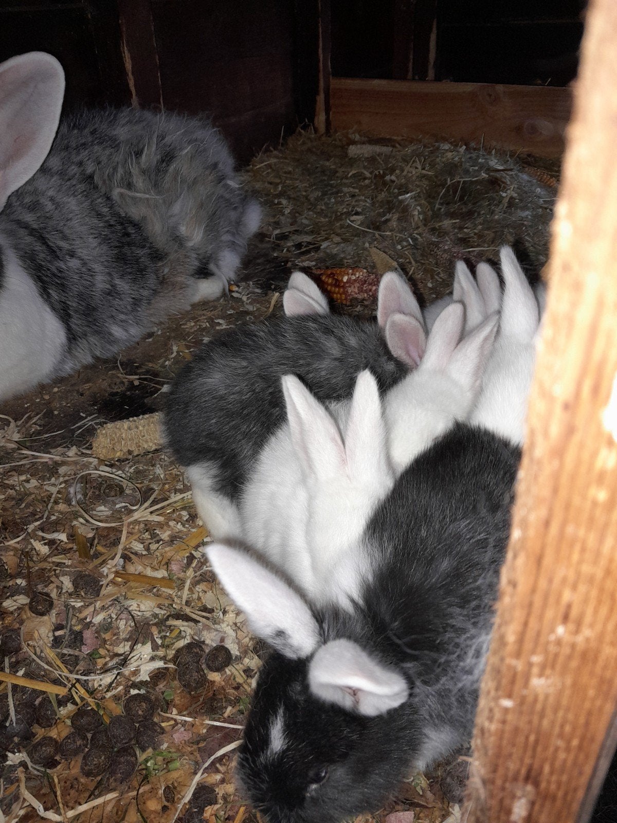 konijnen, Dieren en Toebehoren, Meerdere dieren, Groot