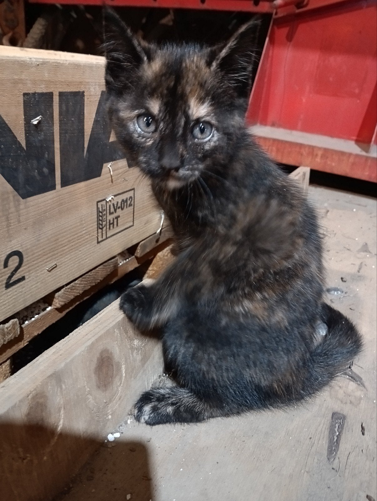 kittens, Meerdere dieren