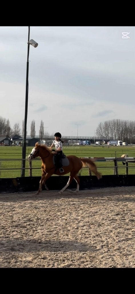 Verzorg pony/ paard GEZOCHT!!!, Overige merken, Ophalen of Verzenden, Nieuw