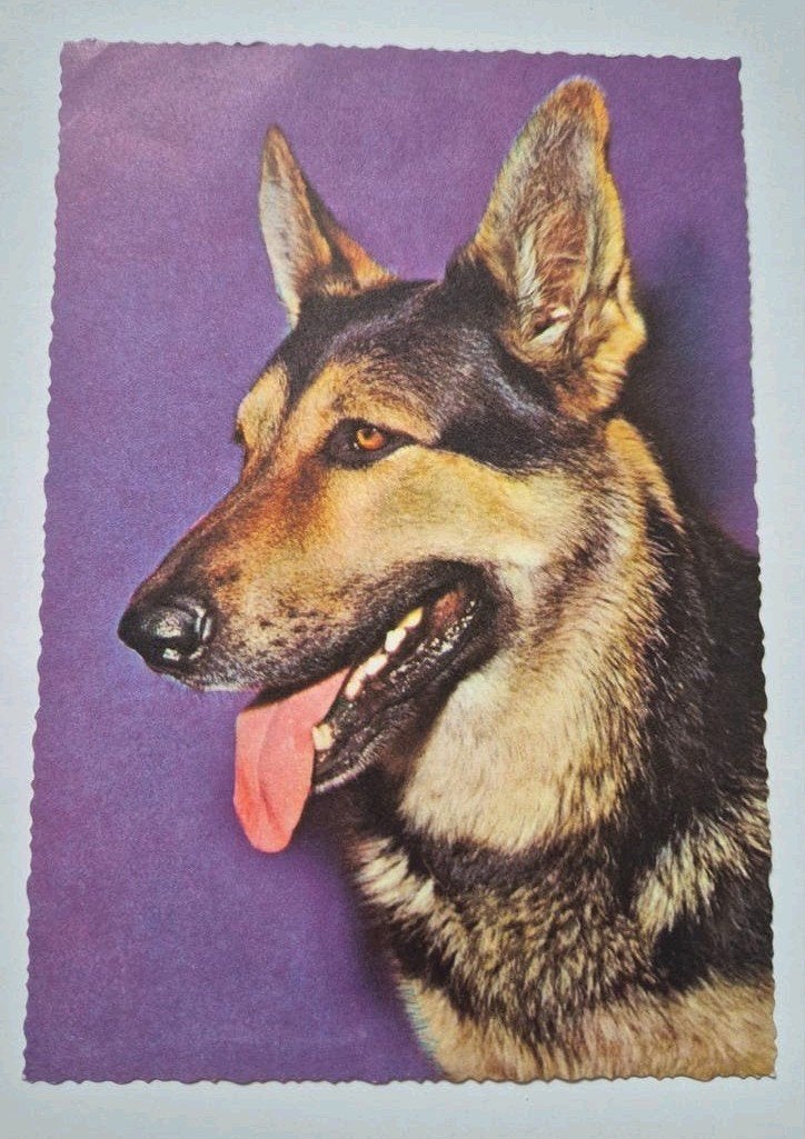 Oude ansichtkaart Duitse Herder - Gelopen 1970 herders hond, Ophalen of Verzenden, 1960 tot 1980, Gelopen