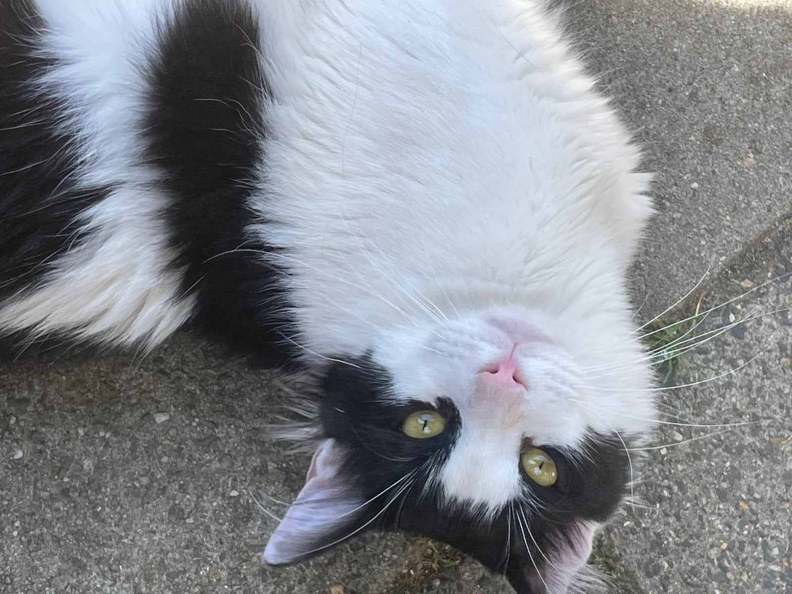 Elias 9 mnd half langharig gecastreerd zoekt een lief baasje, Dieren en Toebehoren, Kater