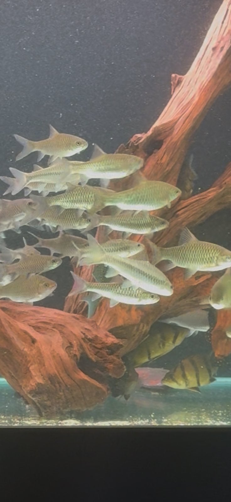 Mahseer blauw rood en paars, Dieren en Toebehoren, Vis