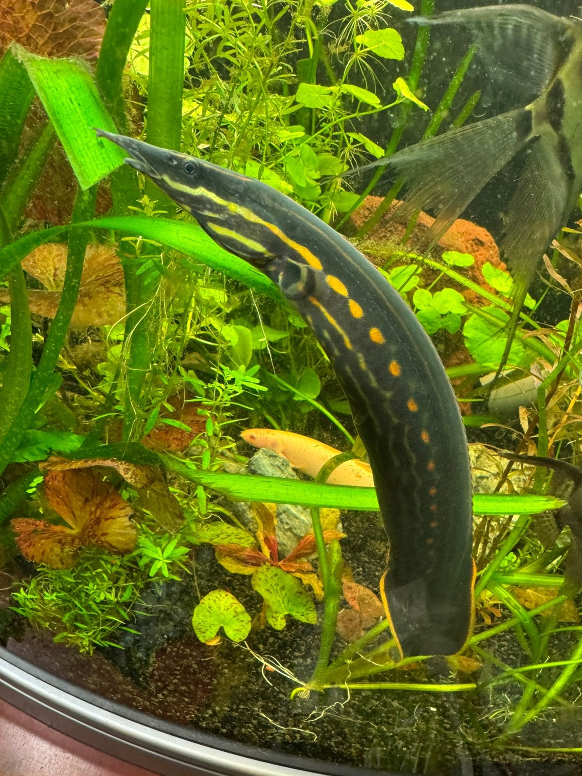 Gezocht, vuuraal, Dieren en Toebehoren, Vissen | Aquariumvissen, Vis