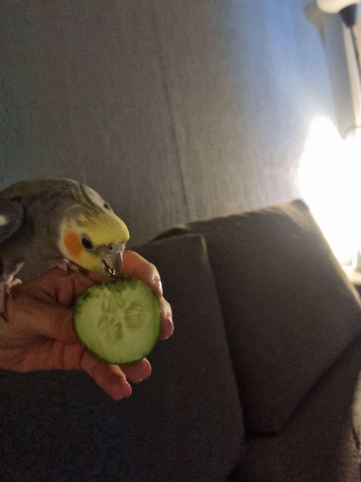 Valkparkiet man 4 jaar, Dieren en Toebehoren, Vogels | Parkieten en Papegaaien, Parkiet, Mannelijk, Pratend, Tam