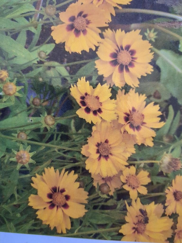 Coreopsis (Meisjesogen) in P9 potje - Vaste plant, Overige soorten, Volle zon, Vaste plant, Ophalen of Verzenden