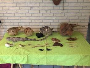 GROTE NOORDZEEROG OPGEZET 60 EURO, Ophalen of Verzenden, Zo goed als nieuw, Wild dier, Opgezet dier